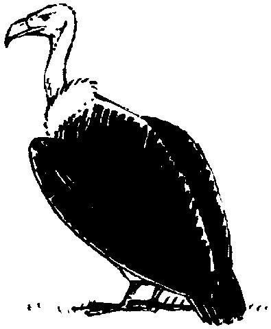 Vautour Vautour