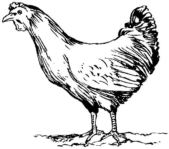 Poule Poule